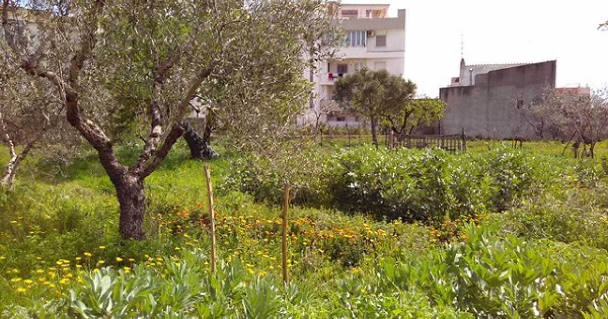 Bitonto, il giardino della Mandragora: �Qui salviamo le piante curative�